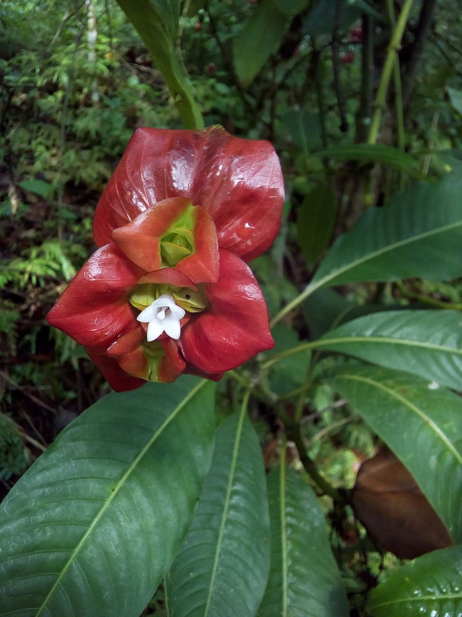 Psychotria poeppigiana