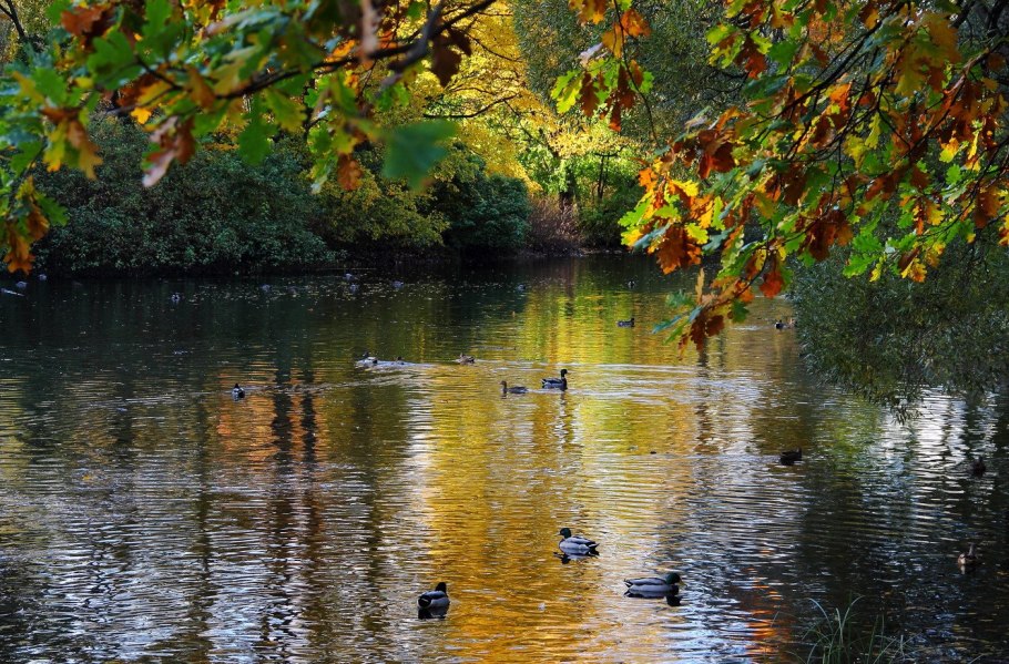 Золотая осень озеро природа река лес