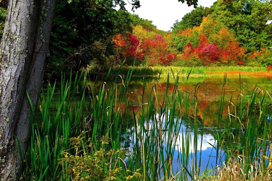 Природа осень