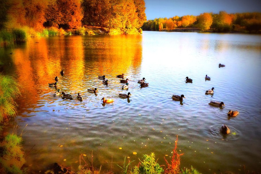 Яркие краски осени