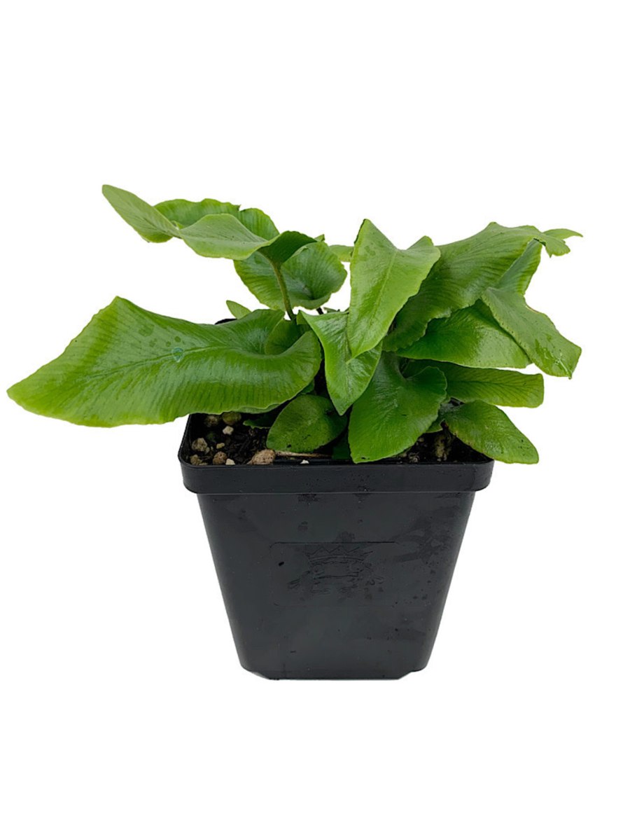 Пиррозия язычная