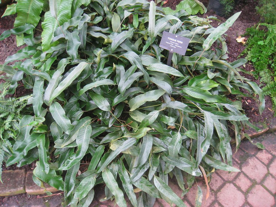 Пиррозия длинночерешковая