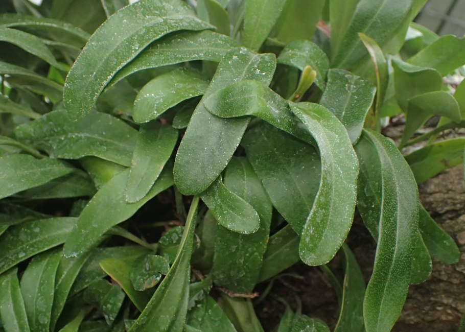 Пиррозия длинночерешковая