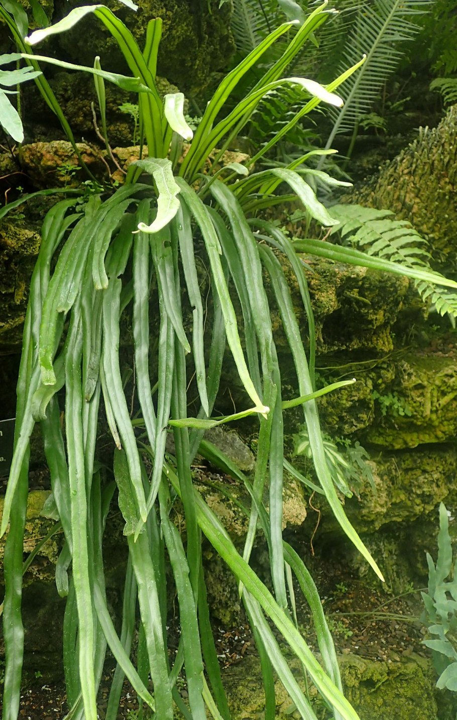 Пиррозия вариегатная