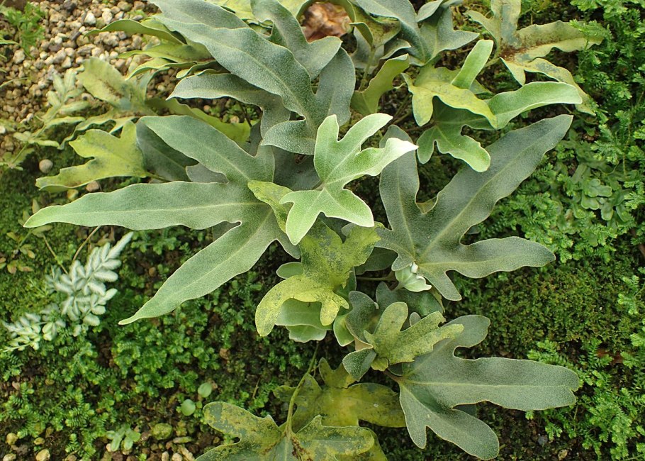 Pyrrosia longifolia 'Chanthaburi'