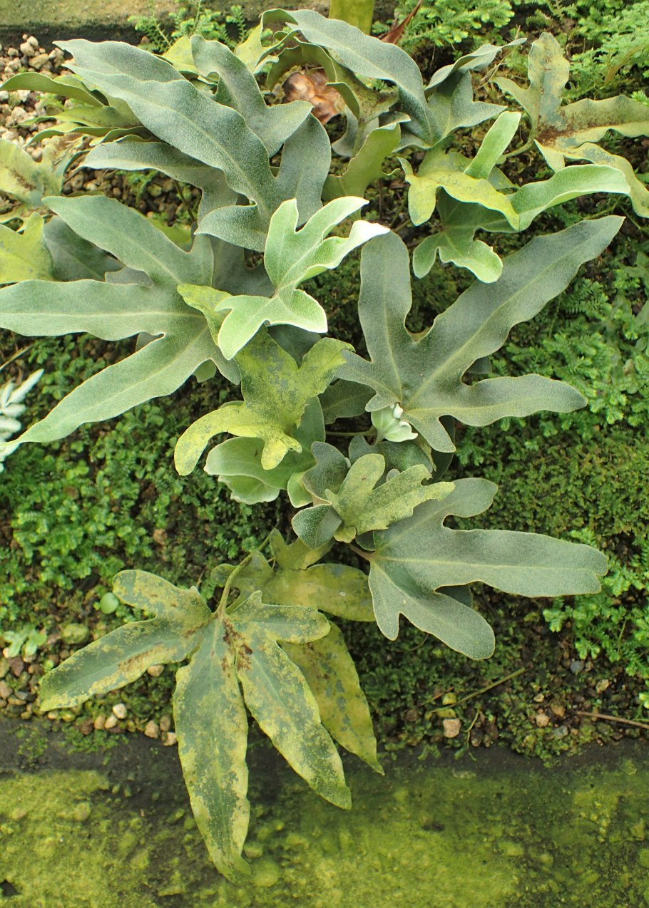 Папоротник мини pirrosia Varia var cristate