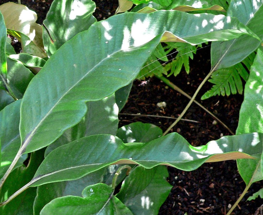 Пиррозия папоротник