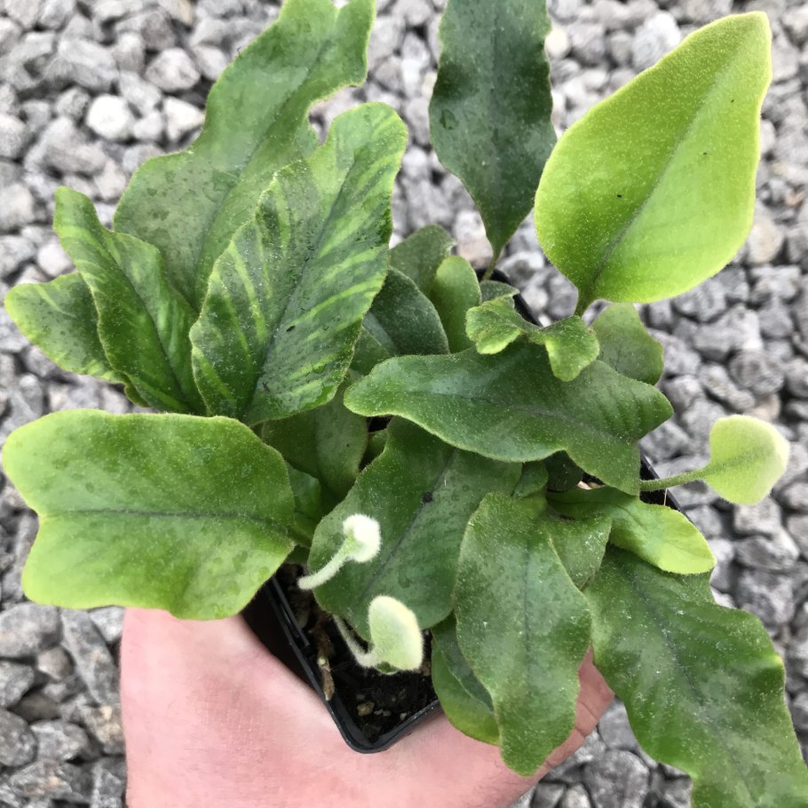 Pyrrosia nummularifolia