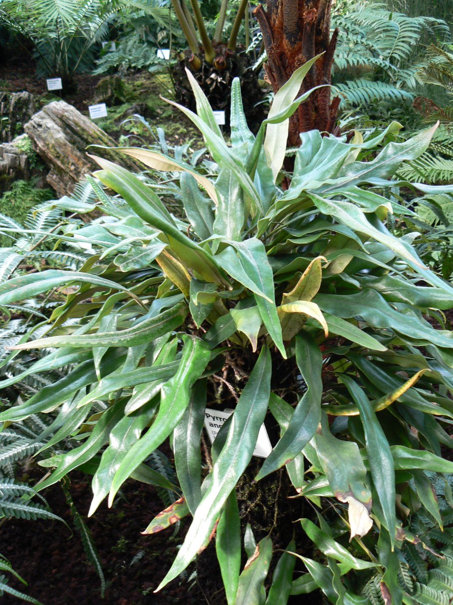 Pyrrosia confluens (r. br.) Ching