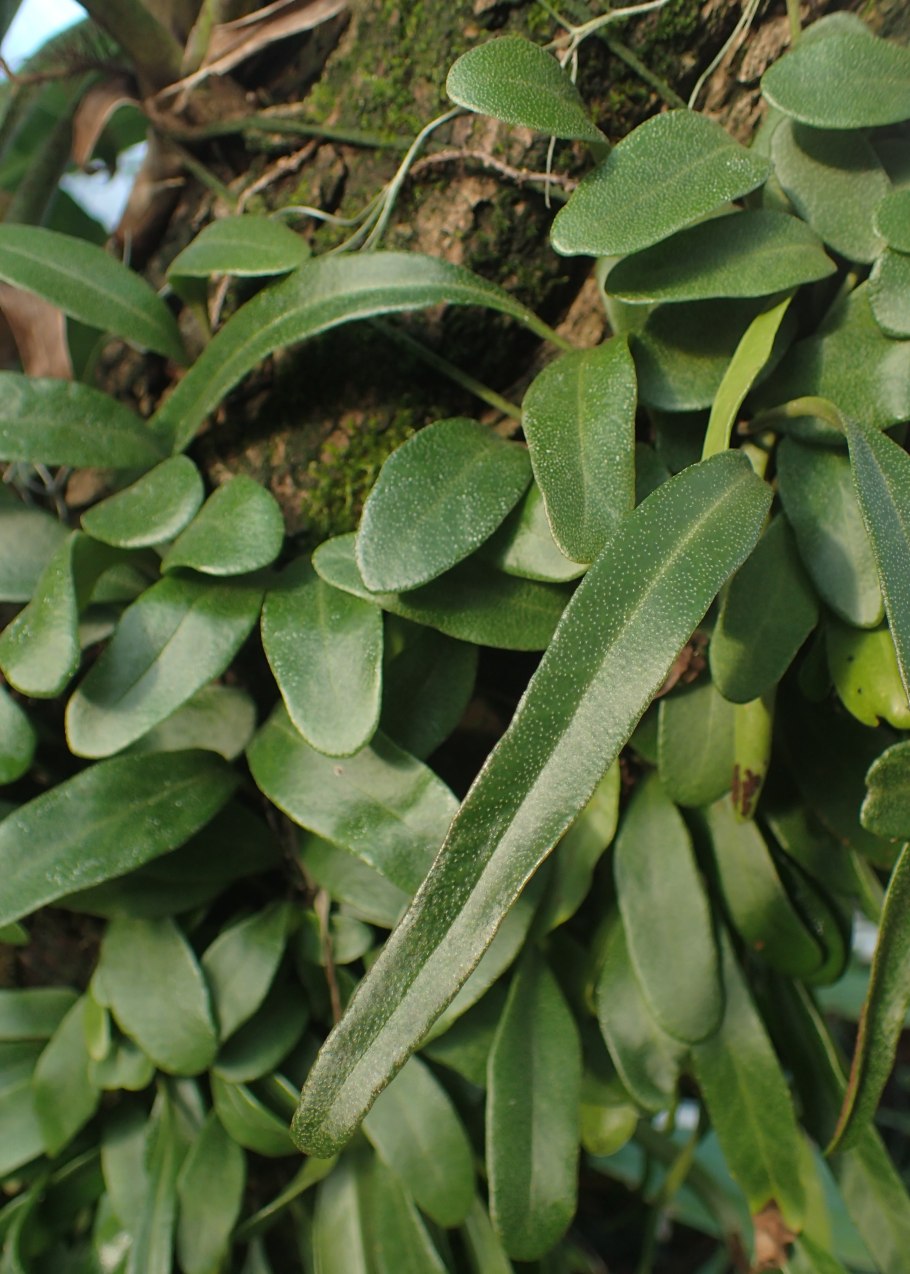 Пиррозия язычная