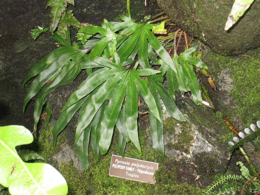 Пиррозия обычная