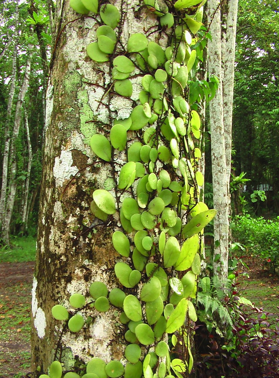 Пиррозия язычная