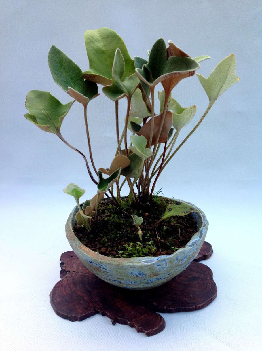 Microgramma piloselloides