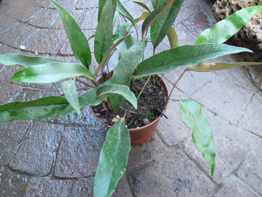 Пиррозия язычная папоротник