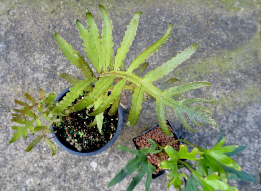 Асплениум СКОЛОПЕНДРИУМ