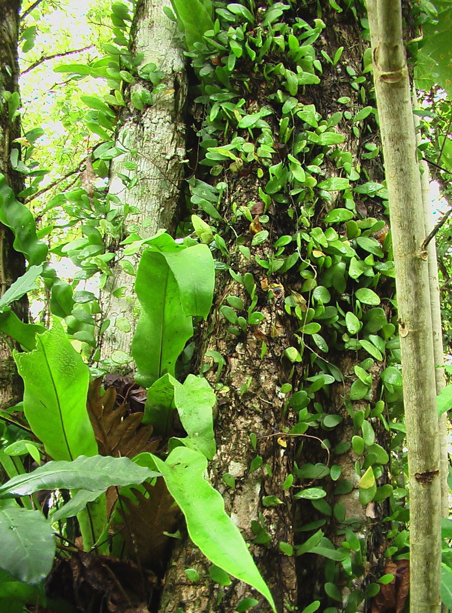 Pyrrosia nummularifolia