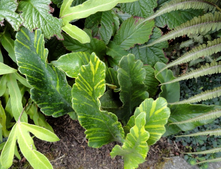 Пиррозия язычная