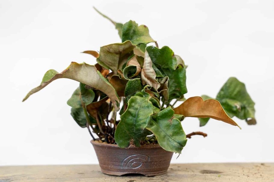 Пиррозия язычная папоротник