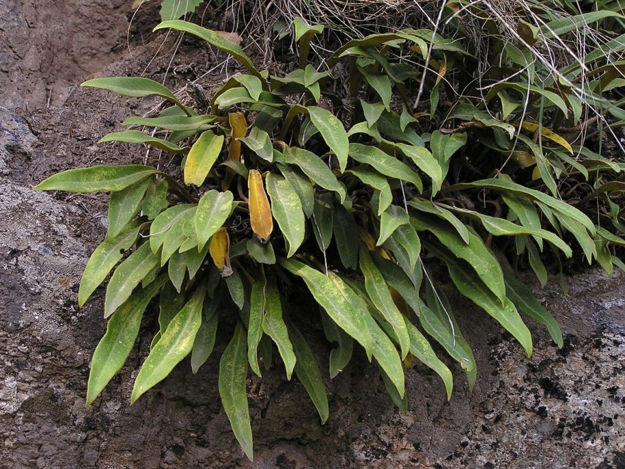 Пиррозия папоротник