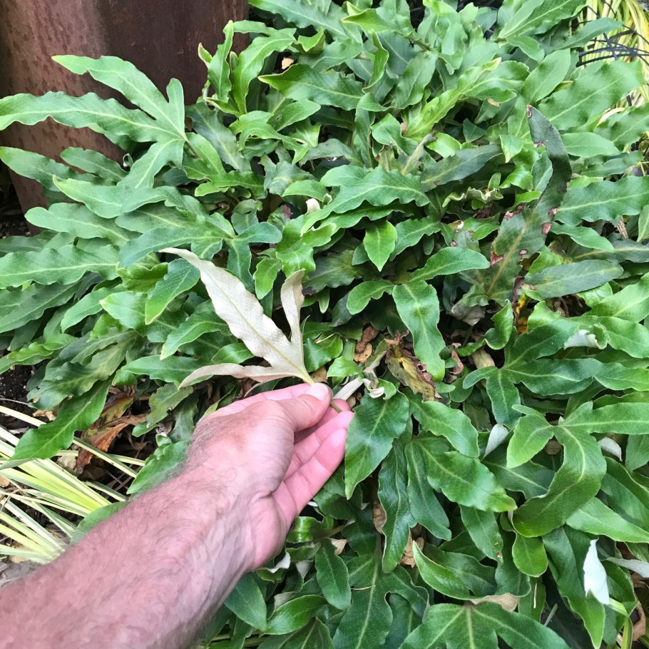 Pyrrosia nummularifolia Пиррозия