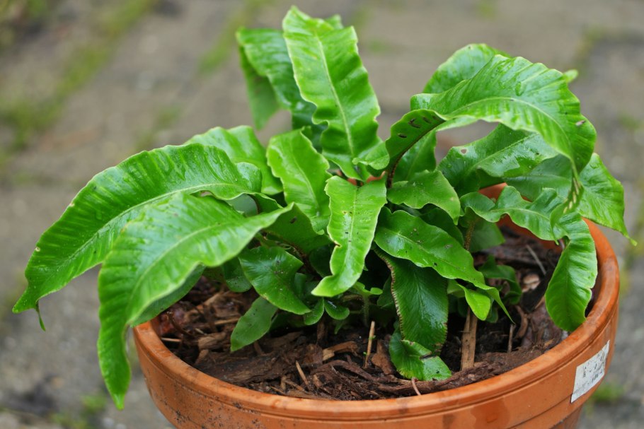 Пиррозия папоротник