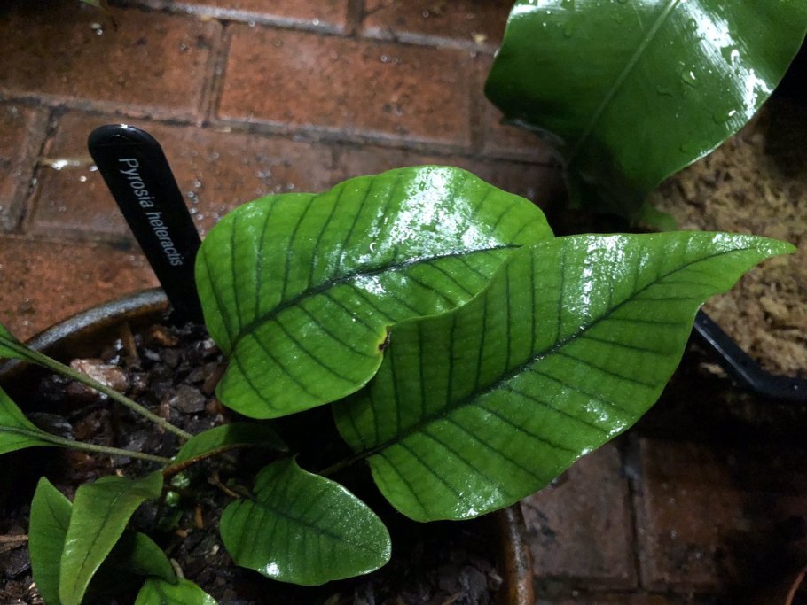 Пиррозия вариегатная