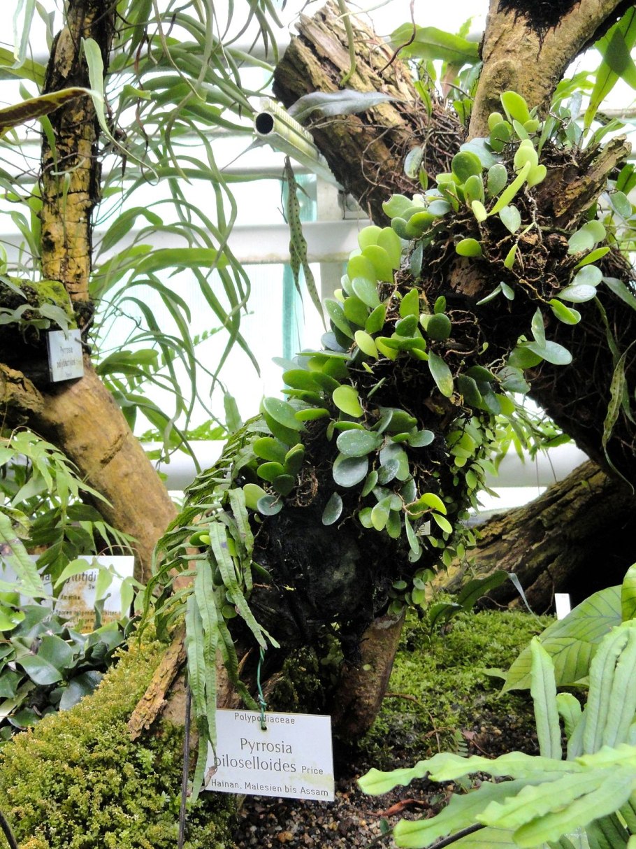 Папоротник Костенец сколопендровый