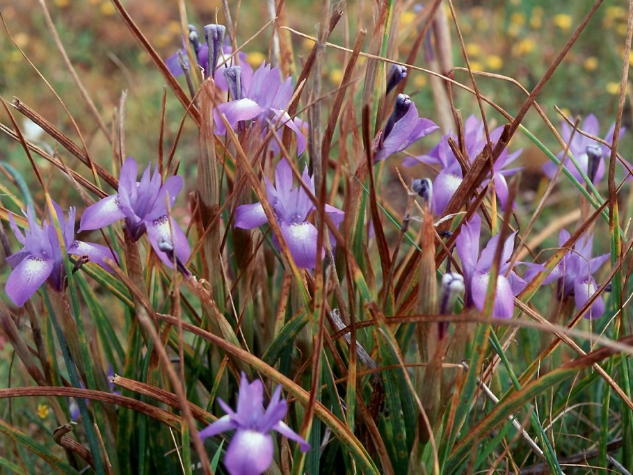 Moraea Sisyrinchium