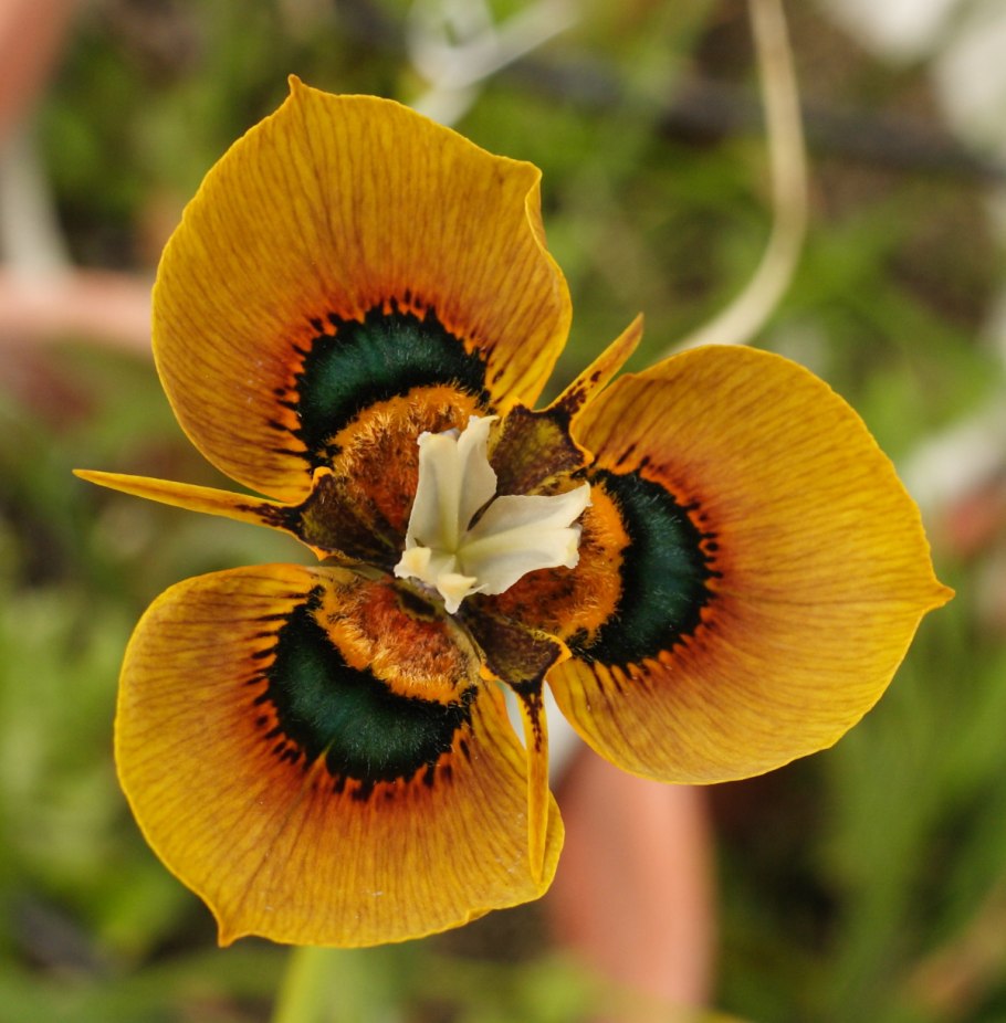 Moraea gracilis