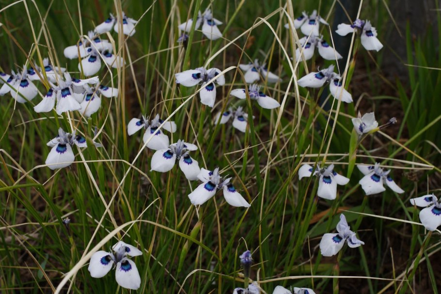 "Конвертер Морея"