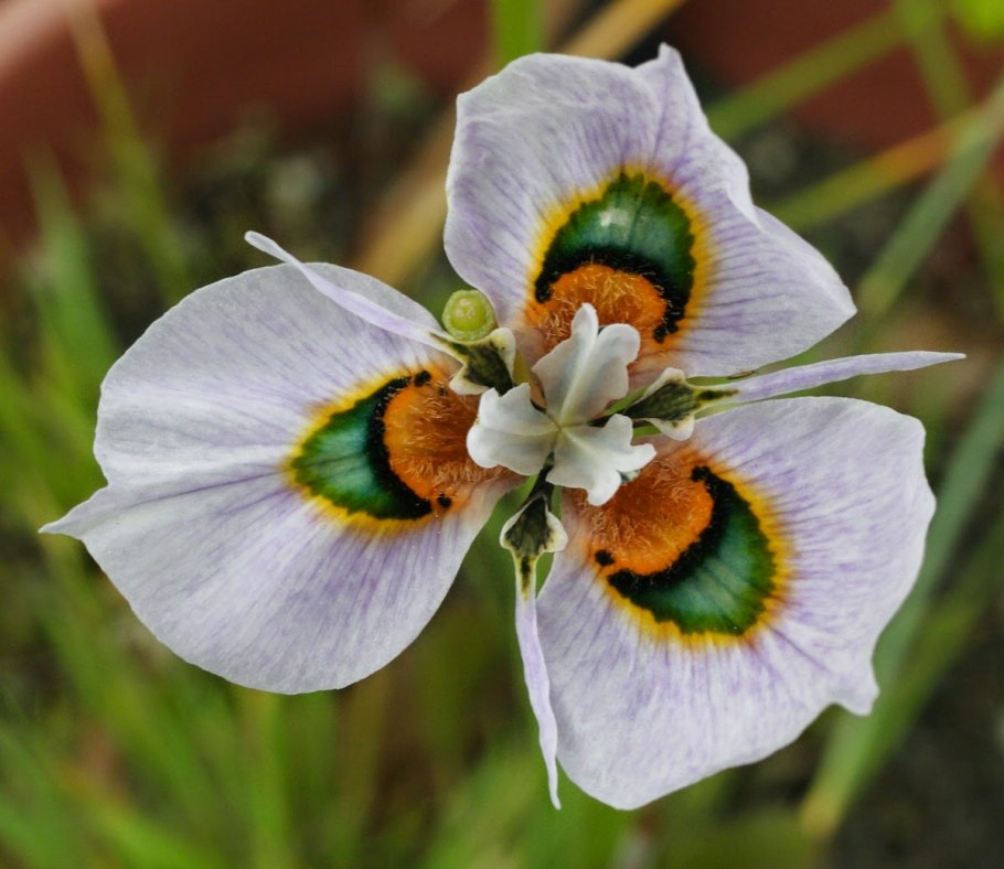 Moraea villosa