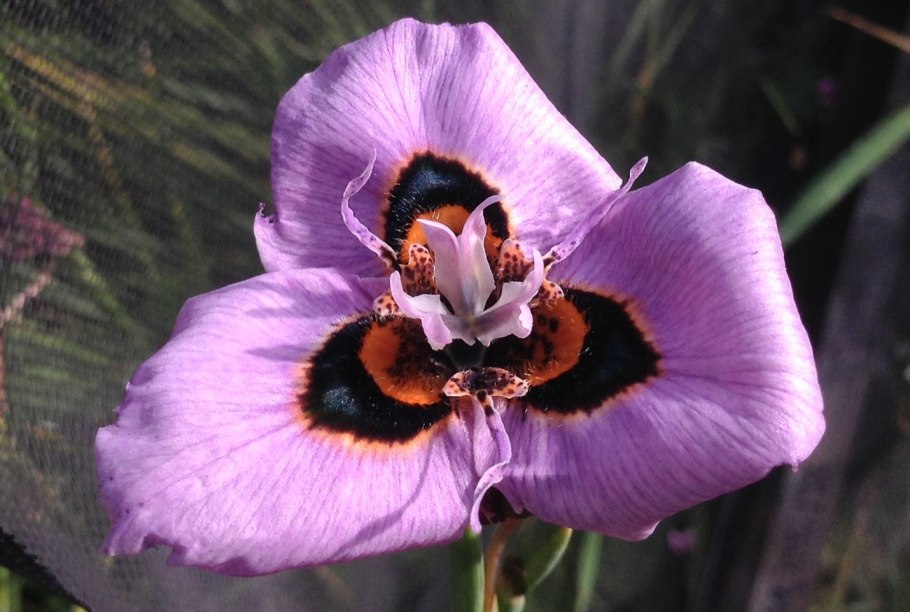 Цветок Морея фото