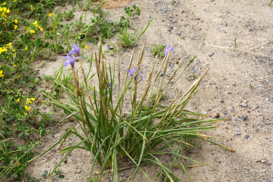 Moraea Sisyrinchium