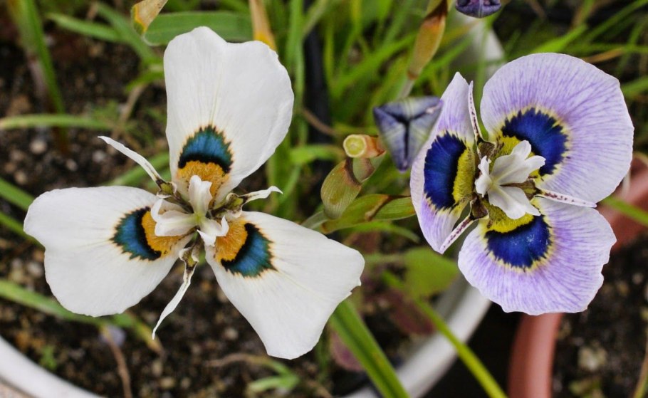 Moraea villosa