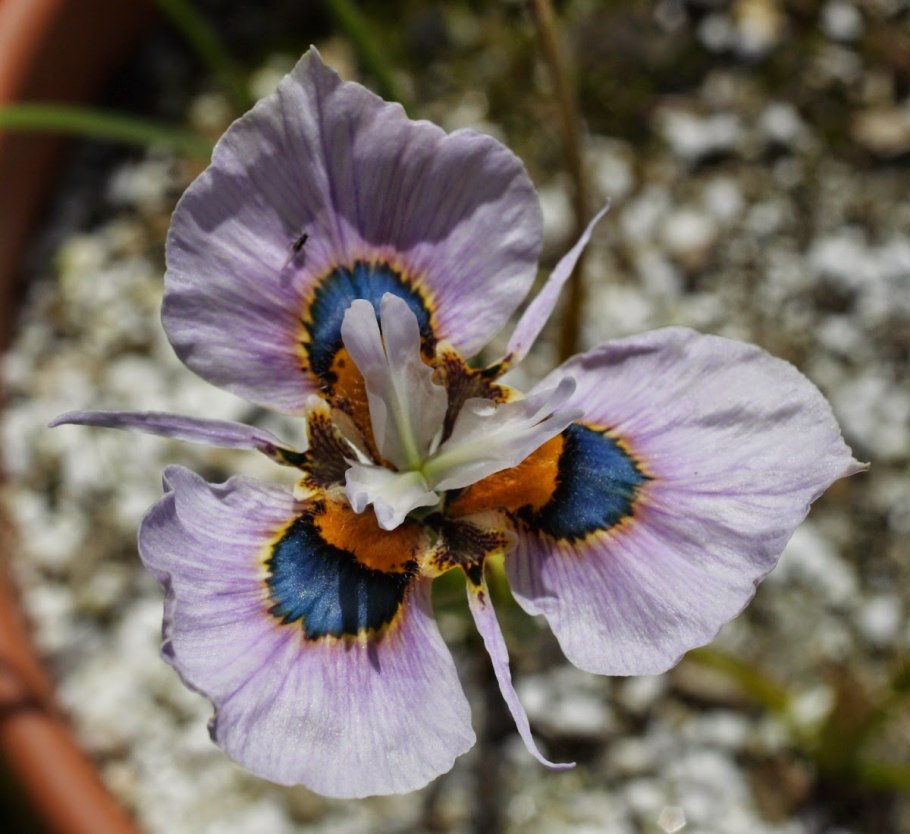Moraea villosa