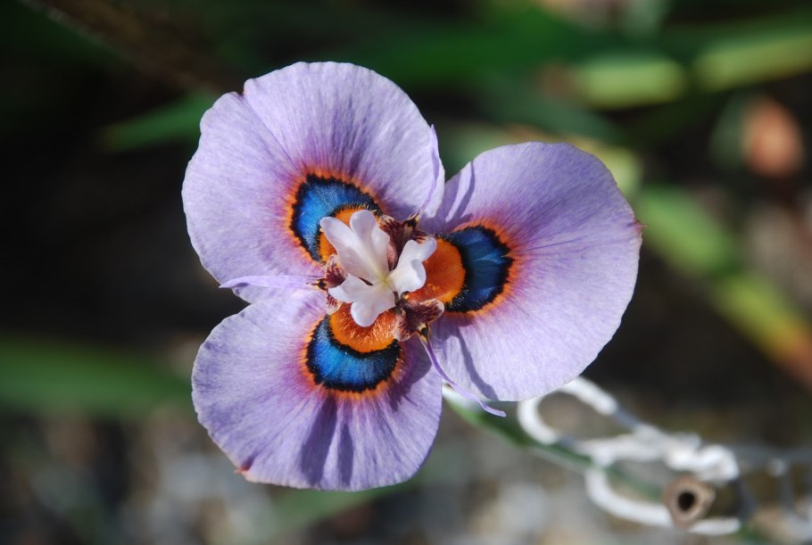 Элизабет Морея