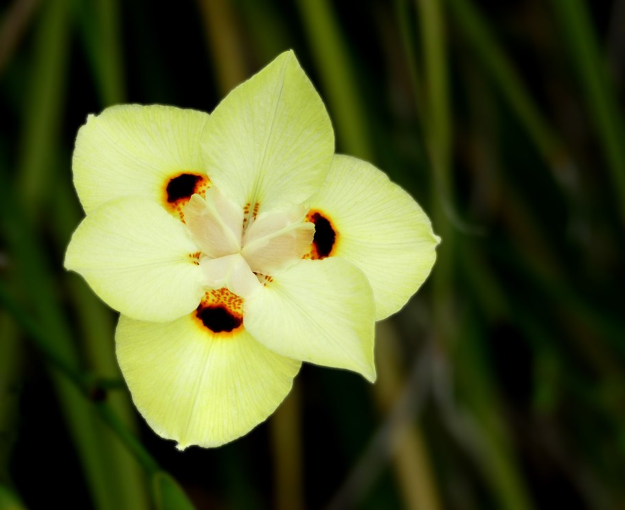 Диетес двухцветный