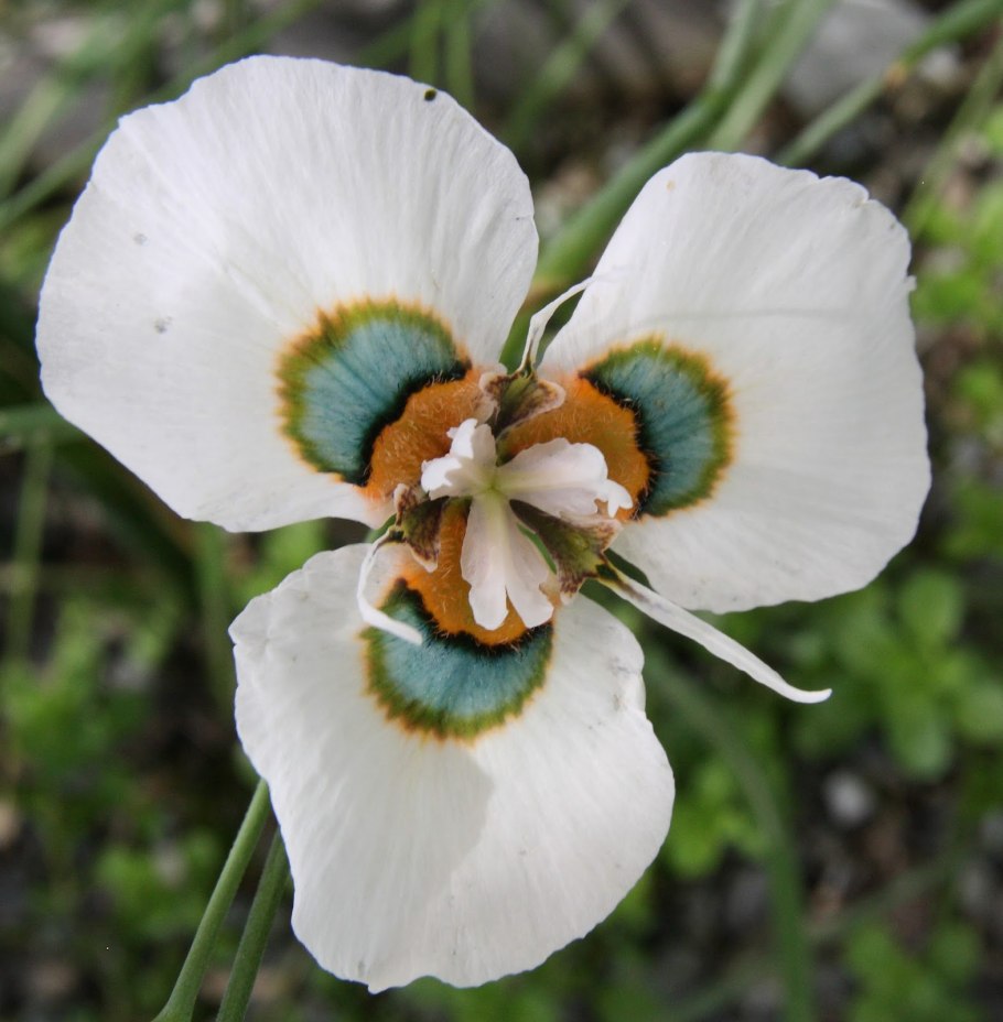 Санжак Морея