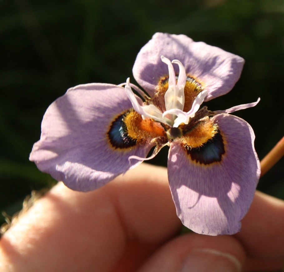 Морея голубоглазковая луковица