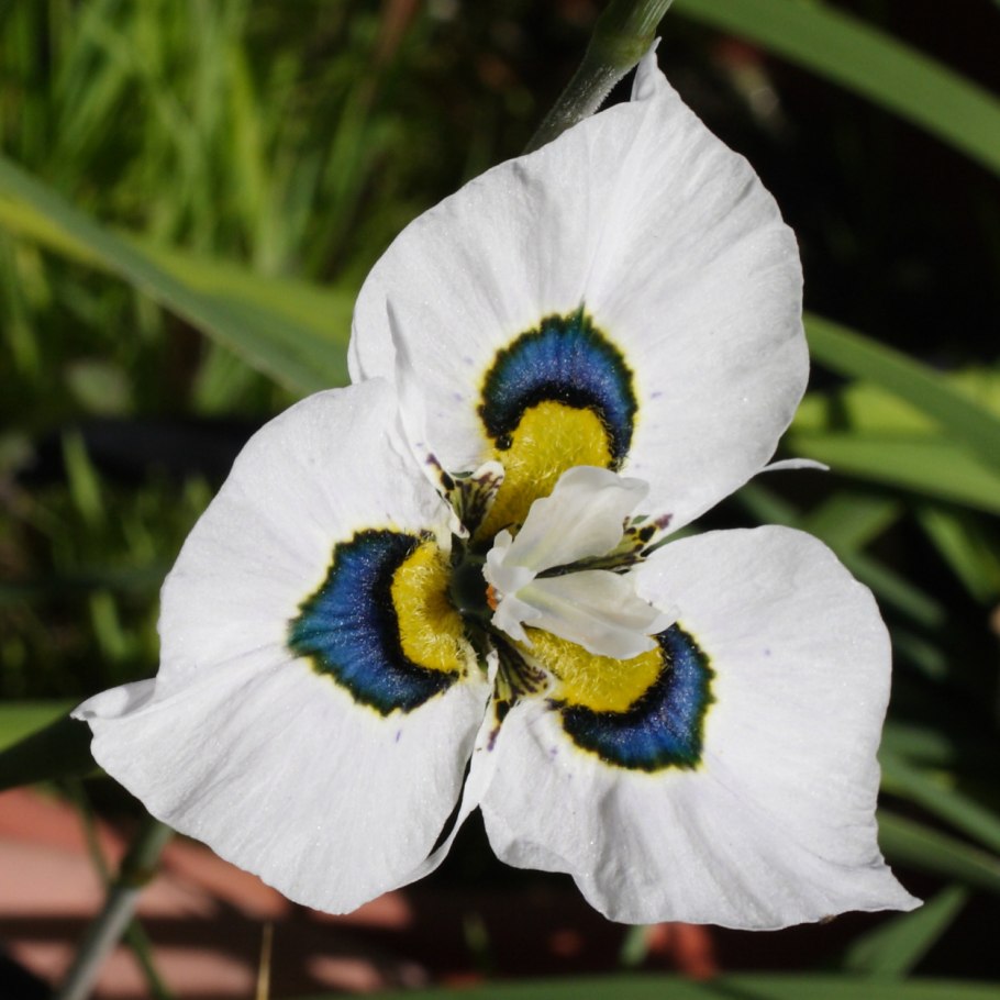 Санжак Морея