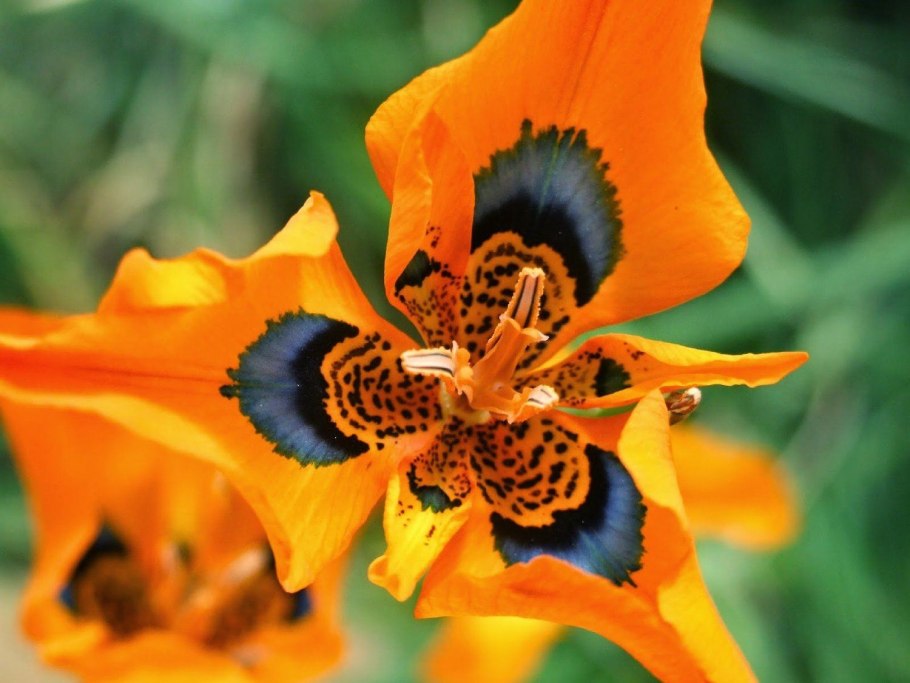 Редкий изящный цветок