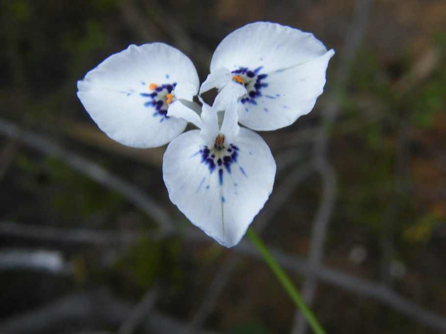 Moraea gracilis