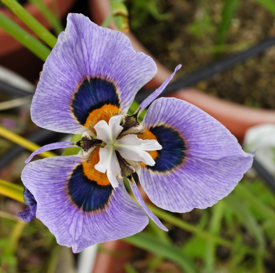Moraea villosa