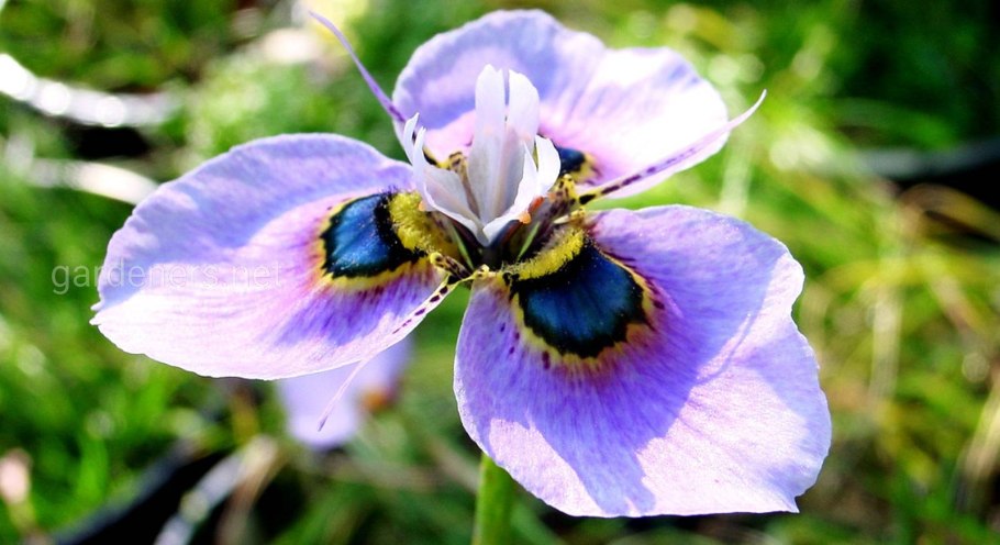 Ирисовые — Moraea