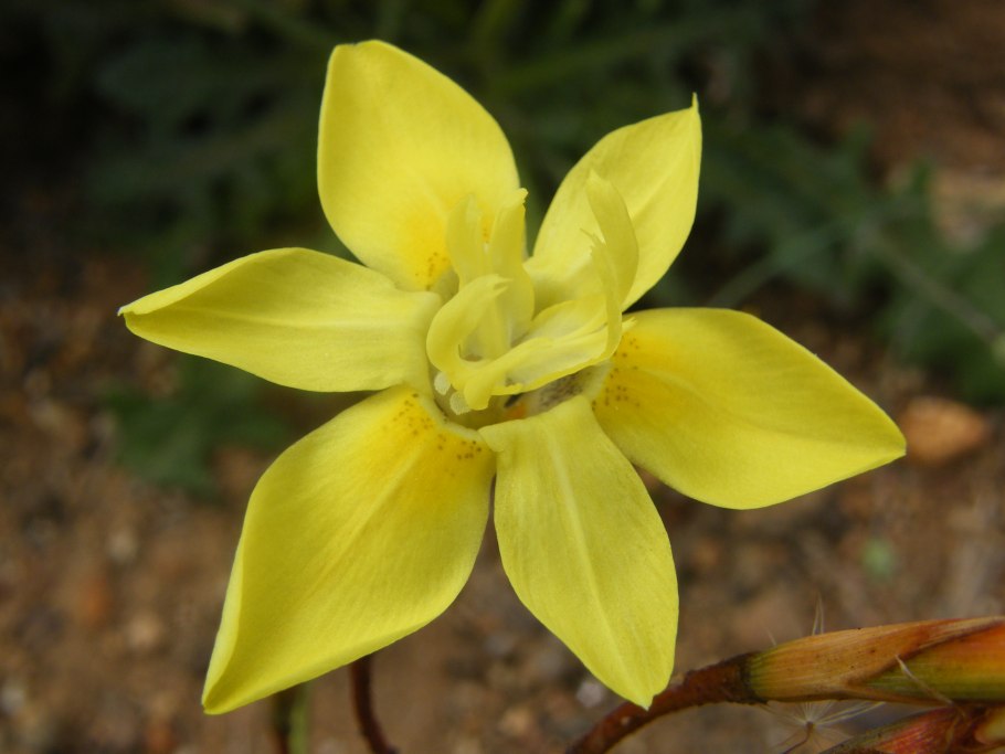 Тюльпан биберштейна