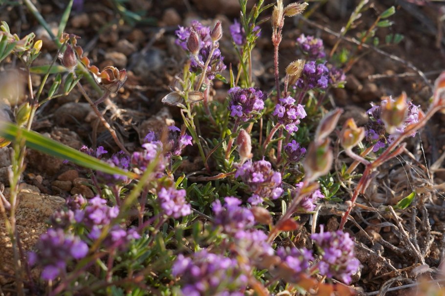 Горный чабрец в Крыму