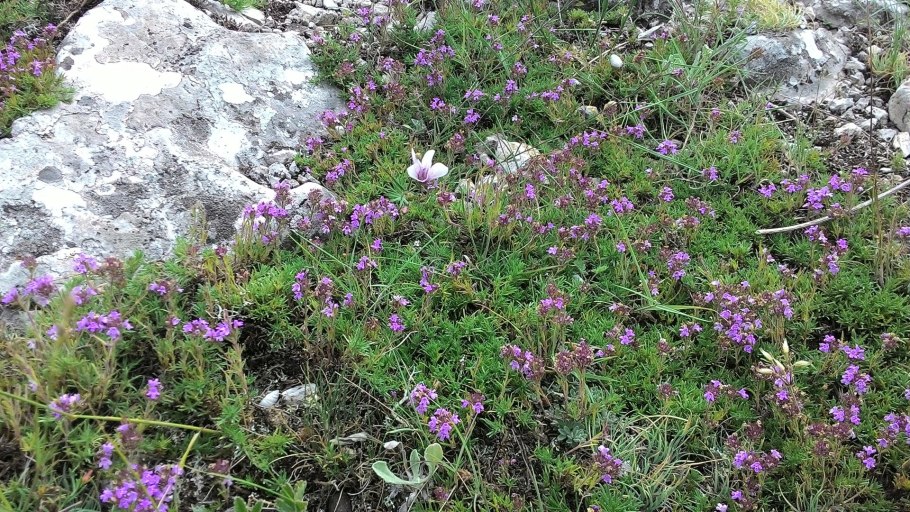 Чабрец Крымский горный