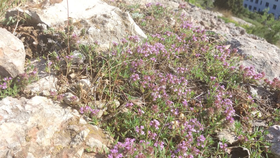 Горный чабрец