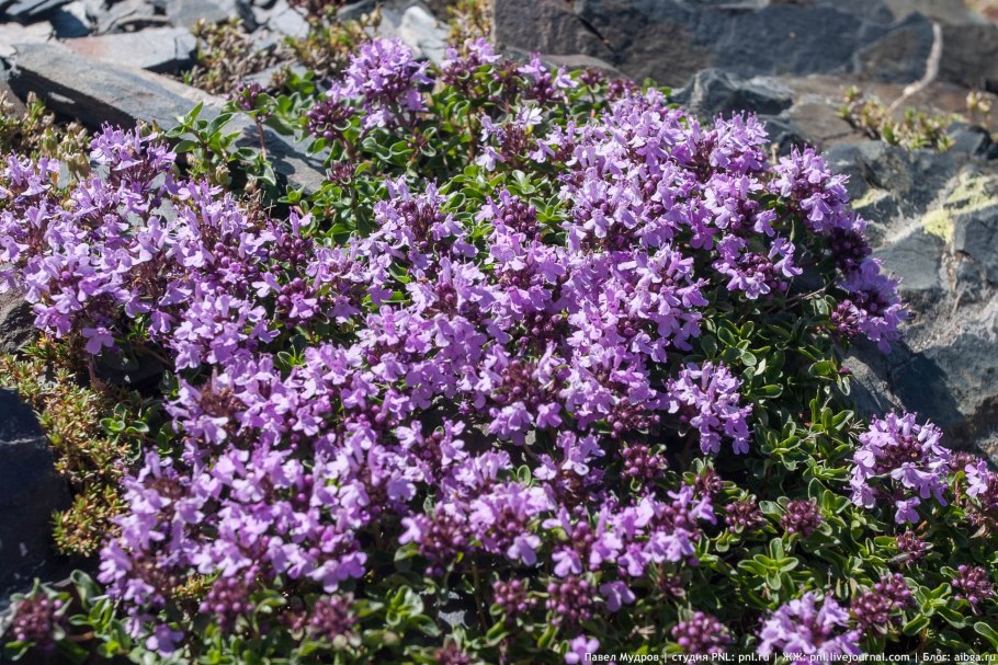 Тимьян Дагестанский