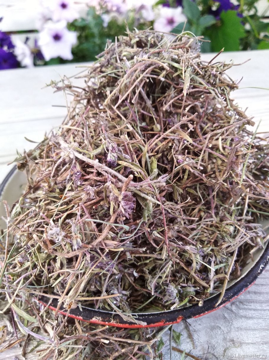 Чабрец обыкновенный Альба